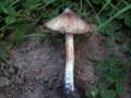 Gefleckter Ripilz