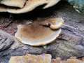 Inonotus cuticularis - Flacher Schillerporling - Bischofswald
