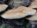 Inonotus cuticularis - Flacher Schillerporling - Bischofswald