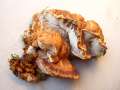 Inonotus radiatus - Erlen-Schillerporling - Flechtingen