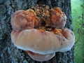 Inonotus hispidus - Zottiger Schillerporling - Hdingen