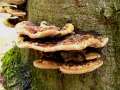Inonotus&nbsp;hispidus&nbsp;-&nbsp;Flacher Schillerporling&nbsp;-&nbsp;H�dingen