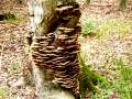 Inonotus&nbsp;hispidus&nbsp;-&nbsp;Flacher Schillerporling&nbsp;-&nbsp;H�dingen