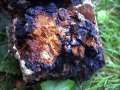 Inonotus obliquus - Schiefer Schillerporling - Parnitz