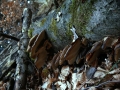 Ischnoderma resinosum - Laubholz Harzporling - Weferlingen