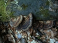 Ischnoderma resinosum - Laubholz Harzporling - Weferlingen