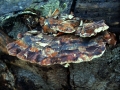 Laubholz Harzporling