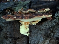 Ischnoderma resinosum - Laubholz Harzporling - Weferlingen