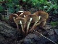 Kuehneromyces&nbsp;mutabilis&nbsp;-&nbsp;Stockschw�mmchen&nbsp;-&nbsp;Seggerde