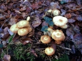 Kuehneromyces mutabilis - Stockschwmmchen - Weferlingen