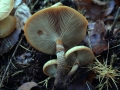 Kuehneromyces mutabilis - Stockschwmmchen - Weferlingen