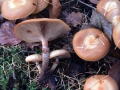 Kuehneromyces mutabilis - Stockschwmmchen - Weferlingen