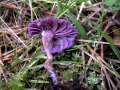 Laccaria amethystea - Violetter Lacktrichterling - Hdingen