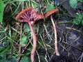 Laccaria laccata - Rtlicher Lacktrichterling - Hdingen