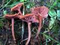 Laccaria laccata - Rtlicher Lacktrichterling - Hdingen