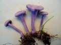 Laccaria amethystea - Violetter Lactrichterling - Hdingen
