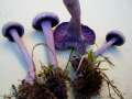 Laccaria amethystea - Violetter Lactrichterling - Hdingen