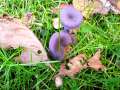 Laccaria amethystea - Violetter Lacktrichterling - Hödingen