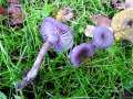 Laccaria amethystea - Violetter Lacktrichterling - Hdingen