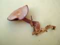 Laccaria amethystea - Violetter Lacktrichterling - Weferlingen