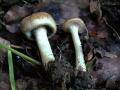 Lacrymaria lacrymabunda - Trnender Saumpilz - Seggerde