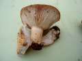 Lactarius musteus - Heide-Milchling - Arendsee