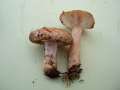 Lactarius musteus - Heide-Milchling - Arendsee