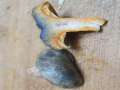 Lactarius quieticolor - Brauner Kiefern-Blutreizker - Beendorf