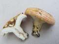 Lactarius zonarius - Schner Zonen - Milchlin - BS-Riddagshausen