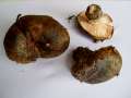 Lactarius turpis - Olivbrauner Milchling;Tannen Reizker - Helmstedt