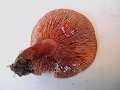 Lactarius&nbsp;rufus&nbsp;-&nbsp;Rotbrauner Milchling&nbsp;-&nbsp;Helmstedt