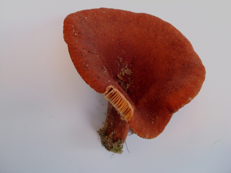 PilzeLactarius, rufus, Rotbrauner Milchling, Helmstedt, Lauhholz