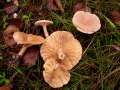 Lactarius&nbsp;glyciosmus&nbsp;-&nbsp;Blasser Duftmilchling&nbsp;-&nbsp;Helmstedt