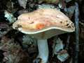 Lactarius chrysorrheus - Goldflssiger Milchling - Hdingen