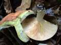Lactarius chrysorrheus - Goldflssiger Milchling - Hdingen