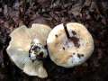 Lactifluus vellereus - Wolliger Milchling;Erdschieber - Hdingen
