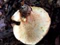 Lactifluus vellereus - Wolliger Milchling;Erdschieber - Hdingen
