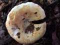 Lactifluus vellereus - Wolliger Milchling;Erdschieber - Hdingen