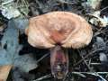 Lactarius quietus - Eichen milchling - Hdingen