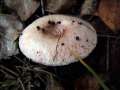 Lactarius pubescens - Flaumiger Milchling - Hdingen