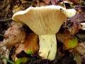 Lactifluus vellereus - Wolliger Milchling / Erdschieber - Hdingen