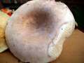 Lactifluus vellereus - Wolliger Milchling / Erdschieber - Hdingen