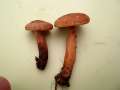 Lactarius&nbsp;quietus&nbsp;-&nbsp;Eichen-Milchling&nbsp;-&nbsp;H�dingen