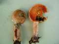 Lactarius deterrimus - Fichten-Reizker - Hdingen
