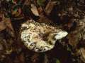 Lactifluus vellereus - Wolliger Milchling;Erdschieber - Hdingen