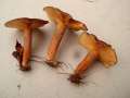 Lactarius serifluus - Wssriger Milchling - Hdingen