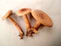 Lactarius&nbsp;quietus&nbsp;-&nbsp;Eichen Milchling&nbsp;-&nbsp;H�dingen