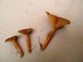 Lactarius serifluus - Wssriger Milchling - Hdingen