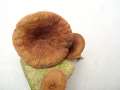 Lactarius serifluus - Wssriger Milchling - Hdingen