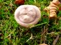 Lactarius hortensis - Hasel-Milchling - Hdingen